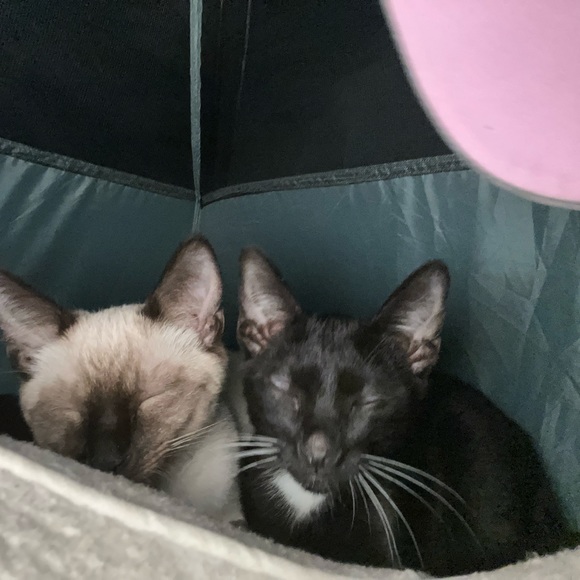 Meet your Posher, Janice - Picture 8 of 16